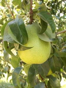 green-danjou-pears-225x300