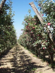 rome-apple-orchard-1-225x300
