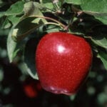 Sage Fruit Apple