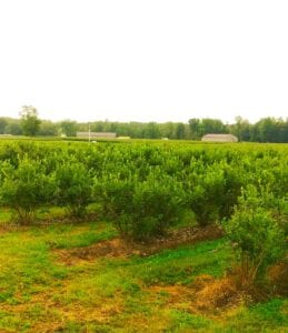 leduc farms blueberry field
