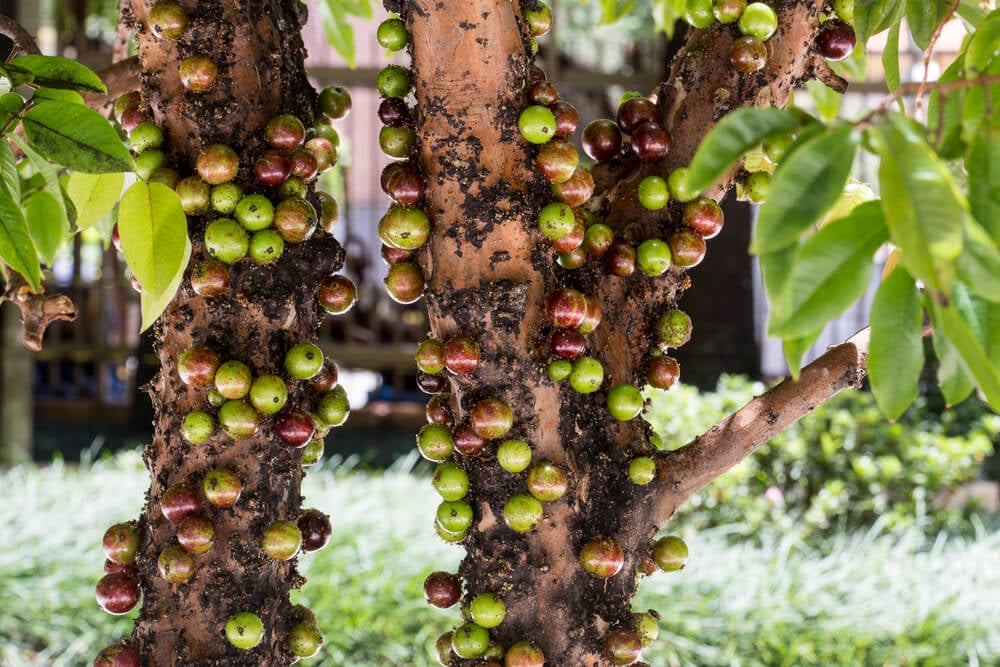 12 Fruits and Vegetables to Shake Up Your Meals: Jaboticaba