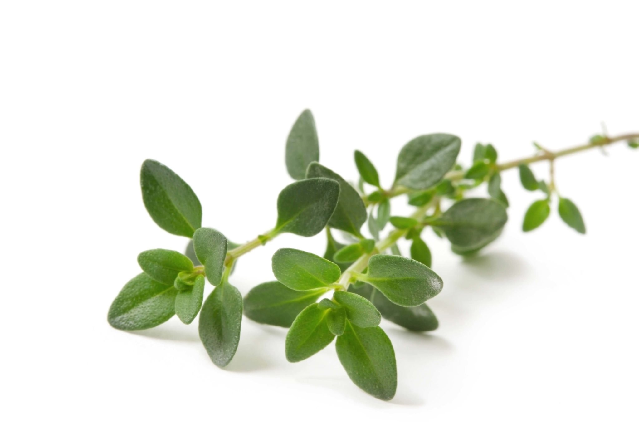 Cooking with Fresh Herbs: Tips for using thyme