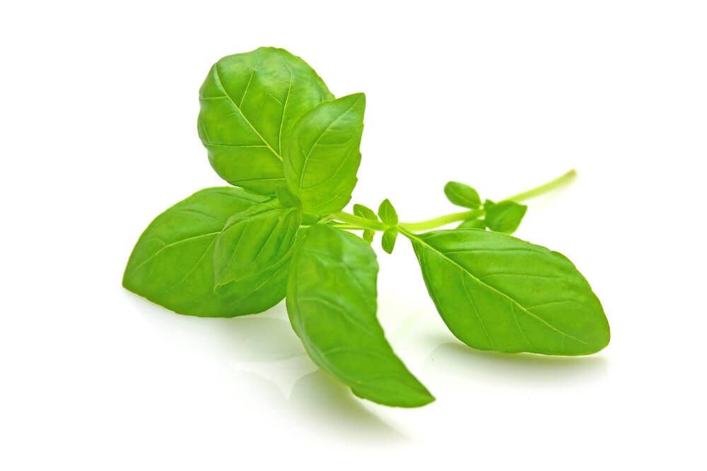 Cooking with Fresh Herbs: Tips for using fresh basil 