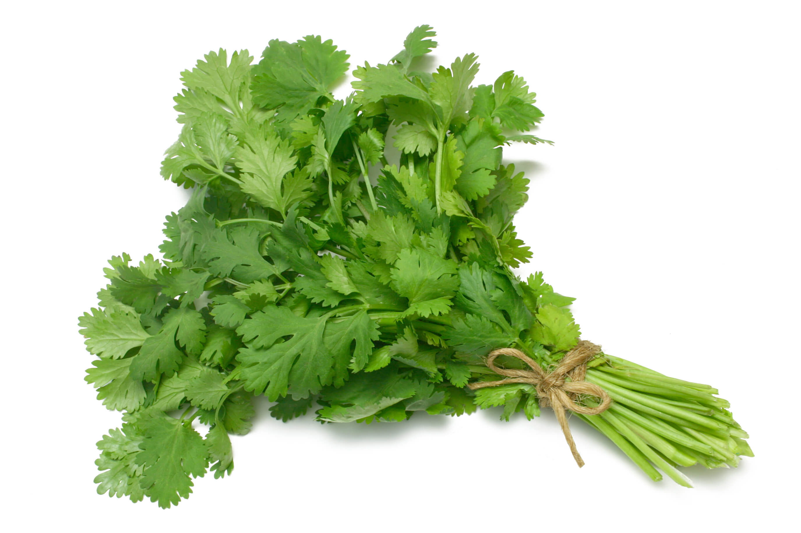 Cooking with Fresh Herbs: Tips for using cilantro 